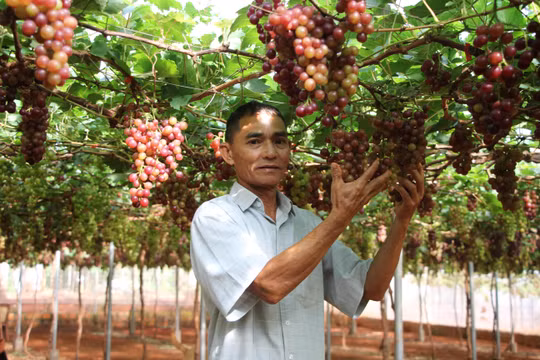 Gia Lai: Đầu tư tiền tỷ trồng nho trên đất cằn, lão nông U60 mở lối nông nghiệp kết hợp du lịch