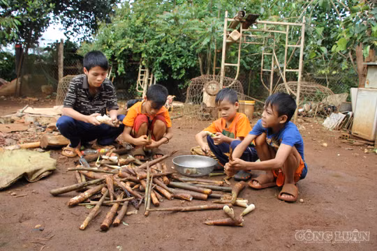 Những búp măng đổi lấy giấc mơ đến trường của 4 anh em nghèo ở Gia Lai