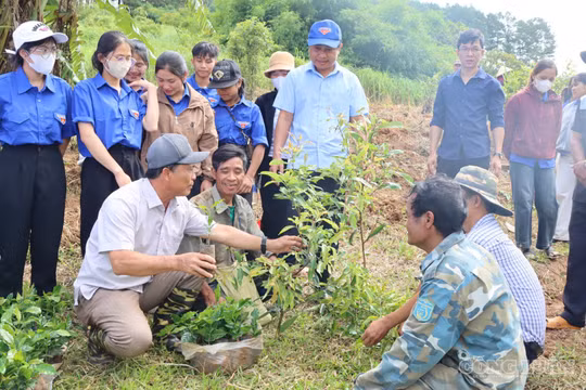 Hơn 1 triệu cây cà phê từ “Đại hội không hoa”, gieo hy vọng mới cho đồng bào Xơ Đăng