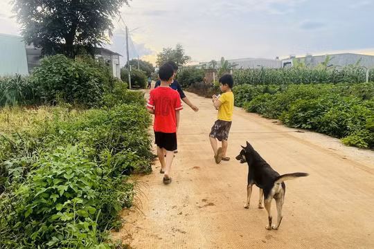 Gia Lai: Bé trai 6 tuổi tử vong sau 2 lần bị chó cắn