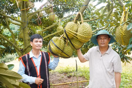 Quảng Ngãi: Đưa Musang King lên vùng đất cằn, lão nông vùng biên thu hơn 2 tỷ đồng mỗi năm