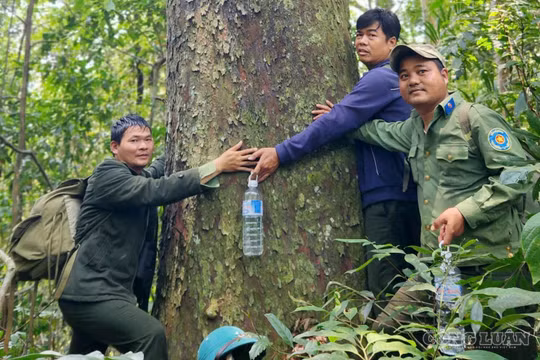 Quần thể kim giao núi đất lớn nhất Việt Nam được phát hiện giữa đại ngàn Gia Lai