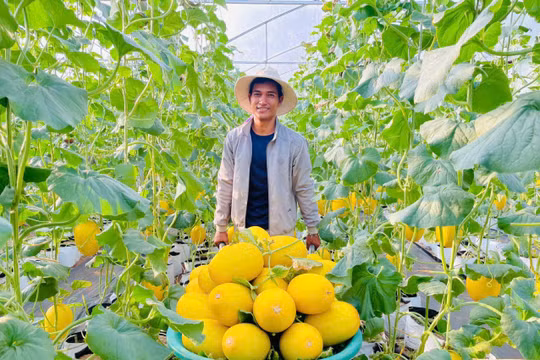 Nông dân Gia Lai thu nhập khủng nhờ đầu tư nhà màng trồng dưa lưới công nghệ cao