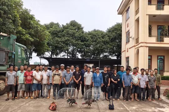 Gia Lai: Công an đột kích trường gà, bắt quả tang 31 đối tượng đang say sưa sát phạt