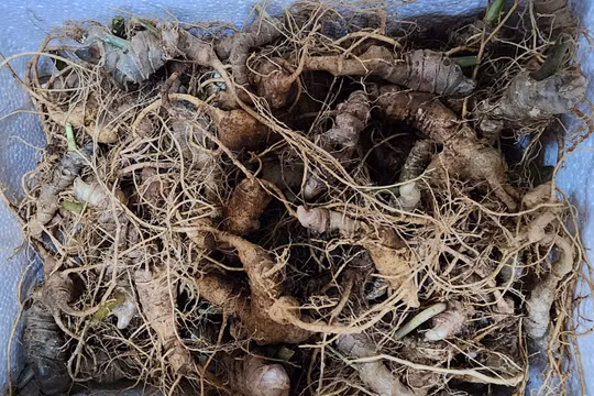 Quảng Ngãi: Khởi tố 13 đối tượng nhổ trộm 250 củ sâm Ngọc Linh