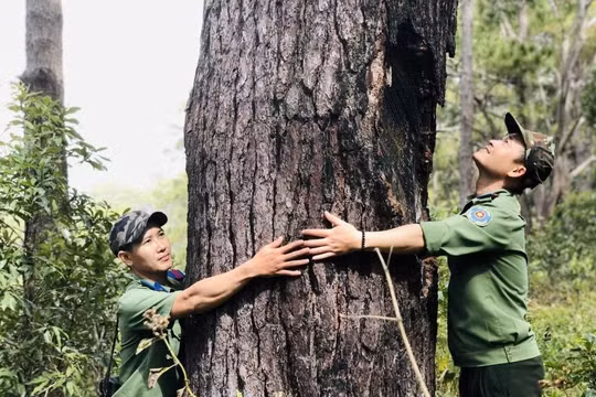 Gia Lai: Tinh gọn bộ máy giữ rừng, kỳ vọng và áp lực trên hành trình giữ màu xanh đại ngàn