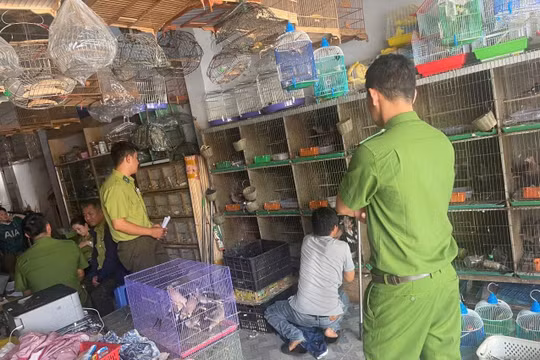 Quảng Ngãi: Phát hiện một hộ dân nuôi nhốt nhiều cá thể động vật nguy cấp, quý hiếm