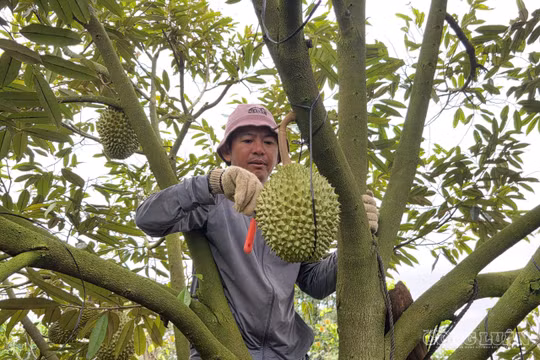 Gia Lai: Nghề "đọc vị" sầu riêng bằng tiếng gõ, thợ lành nghề kiếm hàng triệu đồng mỗi ngày