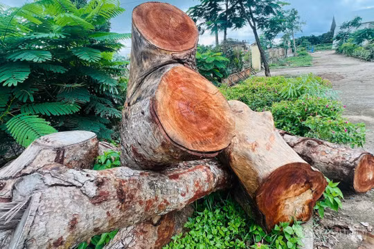 Vụ hàng loạt cây cổ thụ tại trụ sở xã bị cưa hạ ở Gia Lai: 11 lóng gỗ không khớp gốc cây