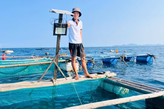 Những “pháo đài nổi” giữa biển khơi: Mực lá mở lối làm giàu cho người dân xã đảo Nhơn Châu