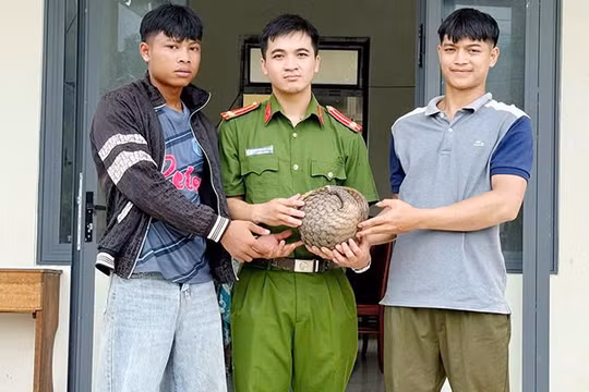 Quảng Ngãi: Người dân tự nguyện giao nộp cá thể tê tê quý hiếm