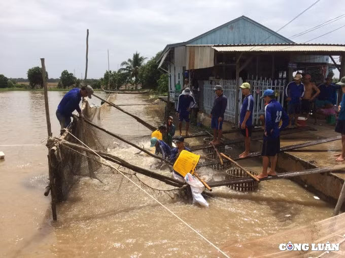 gia ca tra tang cao ky luc nguoi phan khoi ke tiec dut ruot hinh 3