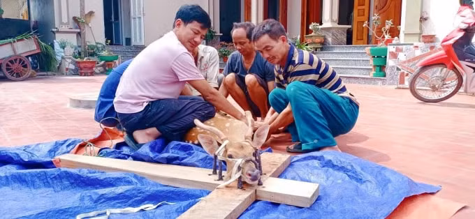 thu phu nhung huou nhon nhip buoc vao mua cat loc hinh 4