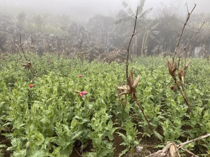 phat hien pha nho tieu huy hon 8000 cay thuoc phien o cao bang hinh 1