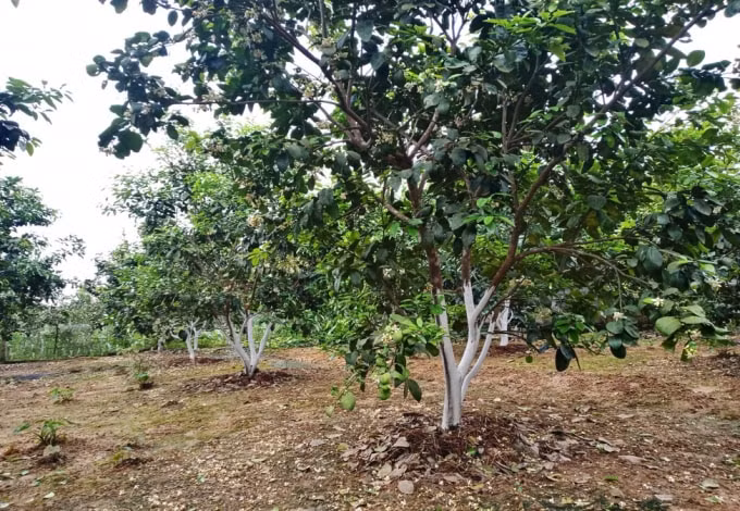 nguoi dan ha tinh voi noi lo mat mua buoi phuc trach hinh 2