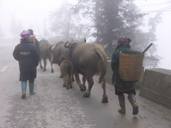 lao cai chi dao khan phong chong doi ret dich benh cho dan gia suc hinh 1