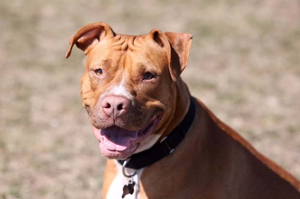 cho pitbull can be trai 8 tuoi tu vong hinh 1