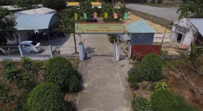 ctcp giong cay trong mien nam ssc doanh thu thuan quy ii tang 29 hinh 2