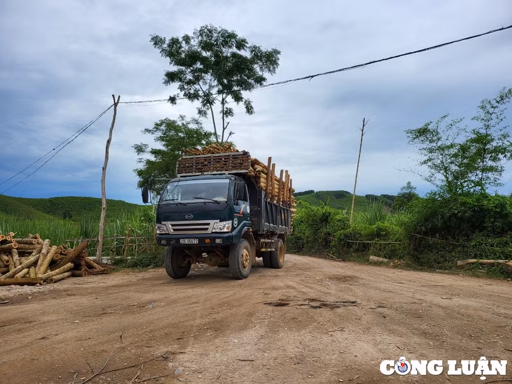 quy hop nghe an bat chap lenh dinh chi doanh nghiep van hoat dong san xuat dam go ram ro hinh 5