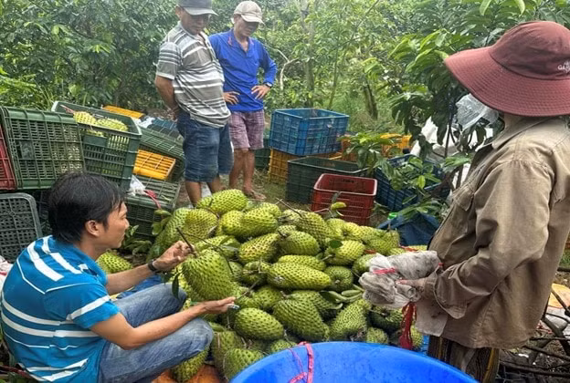 mang cau thanh hang sot gia tang gap 2 3 lan sau trend lam tra hinh 2