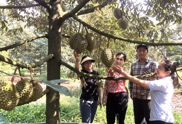 dong nai chuan bi to chuc le hoi trai cay long khanh 2023 hinh 2