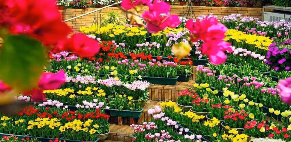 trien lam anh da lat qua 8 ky festival hoa hinh 1