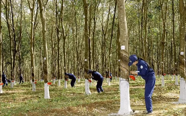 cao su phuoc hoa phr co phieu vua hoi phuc lanh dao lien ban ra nhieu hon so voi luong dang ky hinh 1