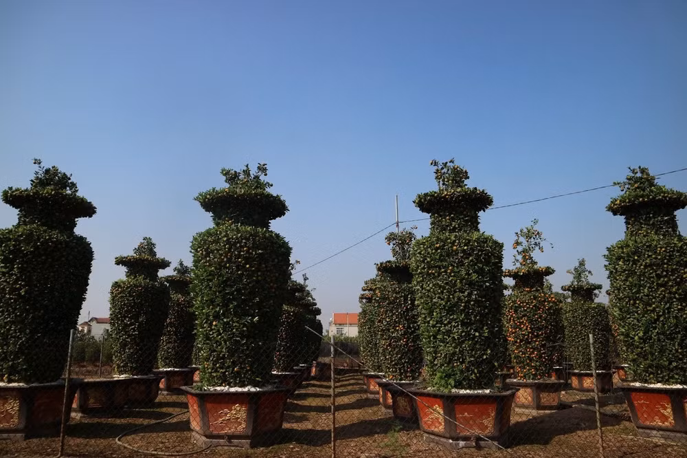 vuon quyt luc binh khong lo san sang vao vu tet hinh 3