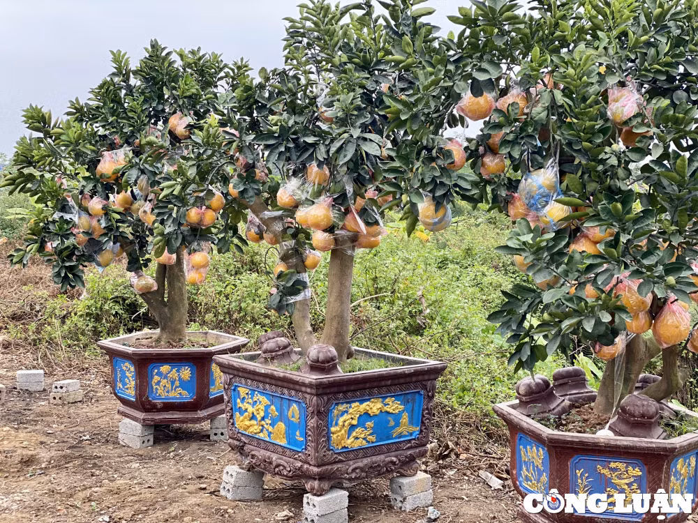 nhung xe buoi tet dau tien ve pho thanh hoa hinh 1