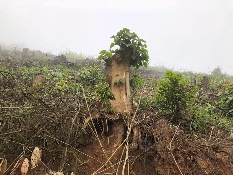 3 cán bộ Ban quản lý rừng phòng hộ huyện Yên Thành đã lập hồ sơ giả để chiếm đoạt khoảng 5 tỷ đồng tiền đền bù cho việc thuê đất. Ảnh minh họa