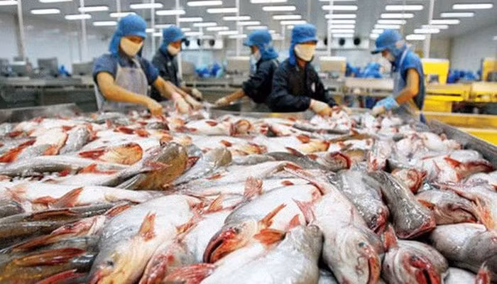 Hưởng lợi từ thuế, xuất khẩu cá tra vào ASEAN tăng mạnh. (Ảnh TL)