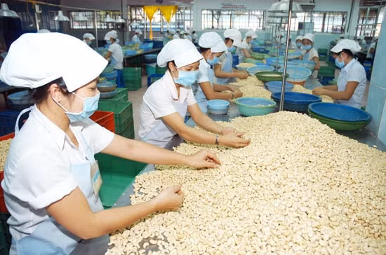 Lượng hạt điều xuất khẩu tháng 3/2019 sang nhiều thị trường tăng trưởng từ 2 đến 3 con số so với tháng 3/2018. (Ảnh TL)