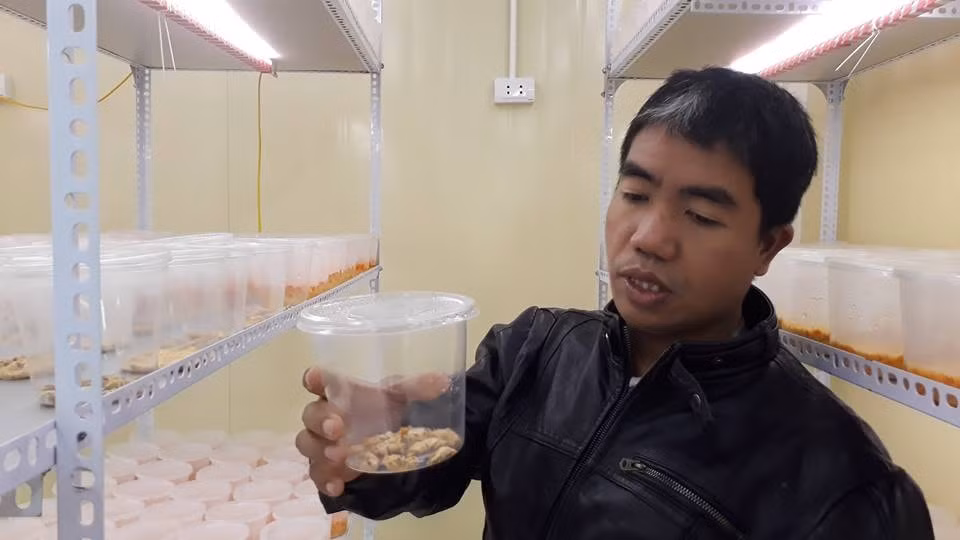 Ông Nguyễn Văn Cường cùng các nhà nghiên cứu, các thành viên đã nghiên cứu và nuôi cấy thành công rất nhiều giống Đông trùng Hạ thảo