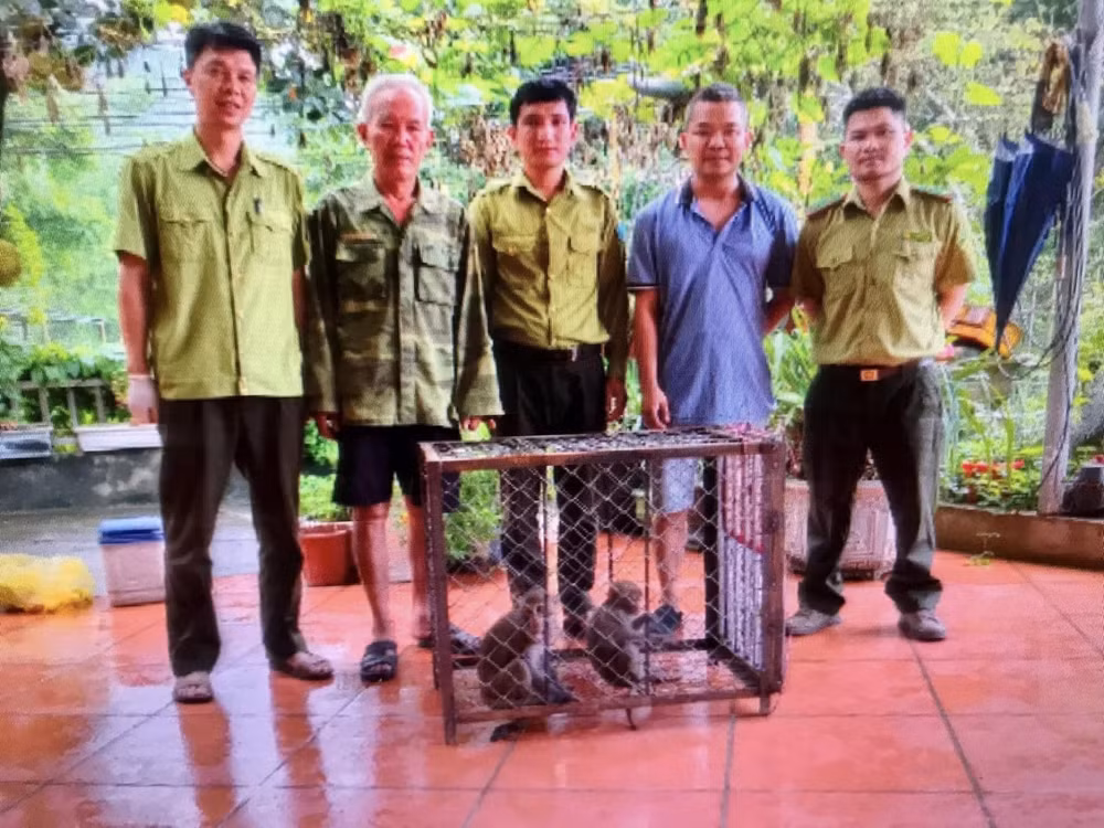 lao cai bat duoc 2 con khi quy lac vao vuon nha ban giao cho kiem lam hinh 1