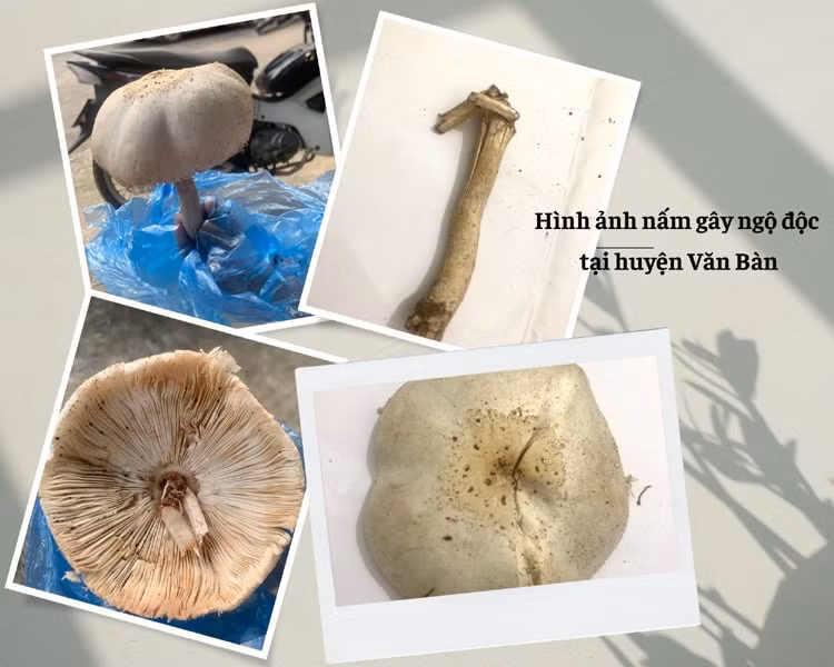 lao cai lien tiep xay ra 2 vu ngo doc an nam rung 7 nguoi phai nhap vien hinh 1