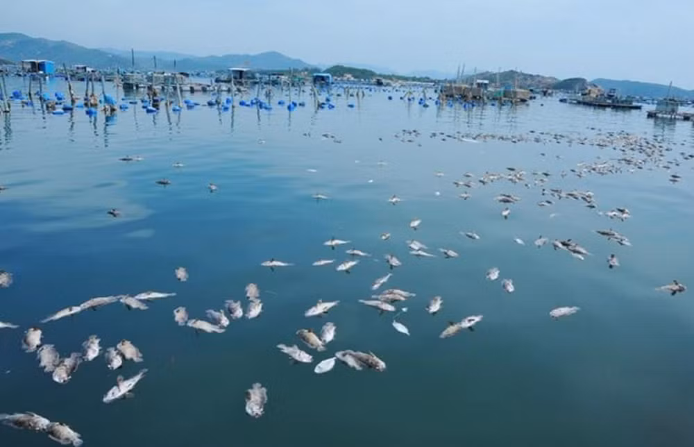 nguyen nhan gi khien hang chuc tan tom hum o phu yen chet hang loat hinh 1