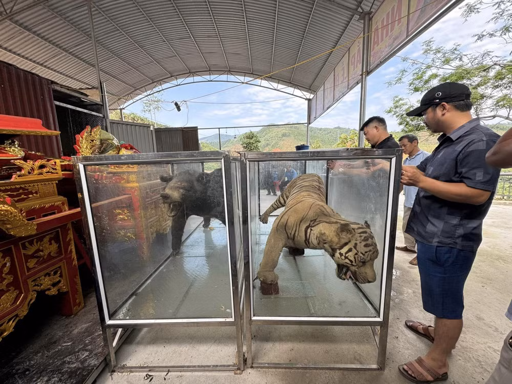 lao cai nha den ban giao tieu ban ho va gau cho bao tang trung bay hinh 1