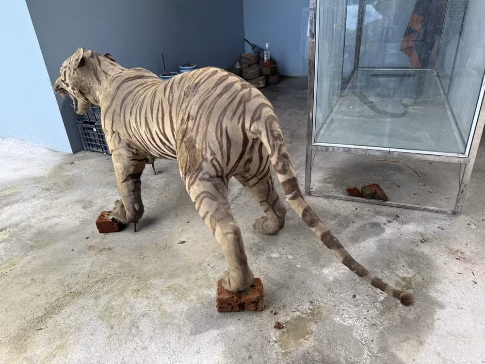 lao cai nha den ban giao tieu ban ho va gau cho bao tang trung bay hinh 2
