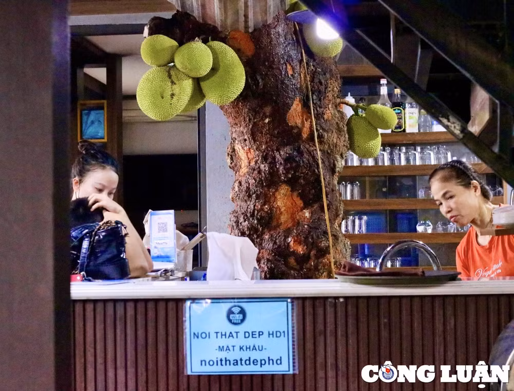 khong gian quan ca phe doc la o tuyen quang co cay mit sai triu qua hinh 10
