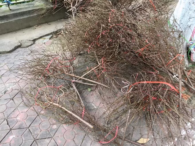 hang tram canh dao bi chat bo o cho hoa xuan lao cai hinh 2