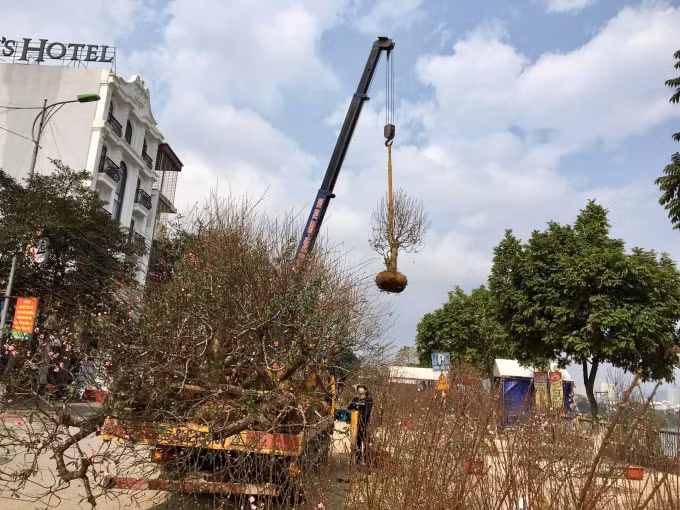 hang tram canh dao bi chat bo o cho hoa xuan lao cai hinh 1