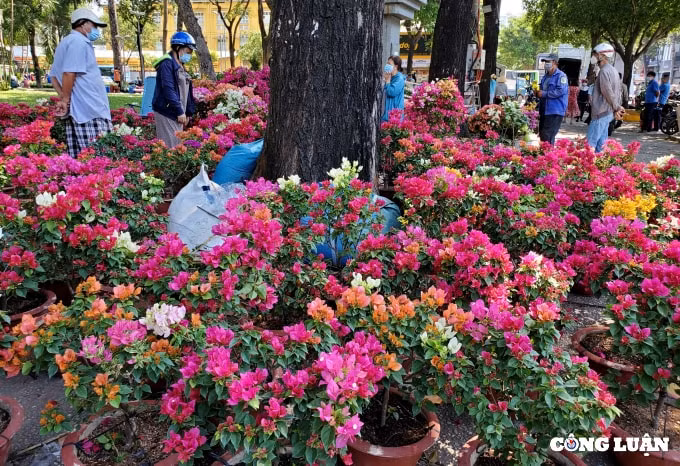 cuoi gio cho hoa xuan nhung goc dao khung bi cua ngang than ban gia 200 ngan dong hinh 2