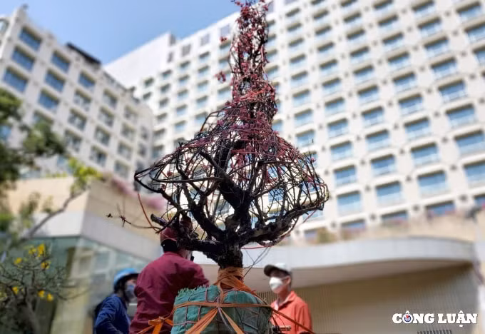cuoi gio cho hoa xuan nhung goc dao khung bi cua ngang than ban gia 200 ngan dong hinh 14