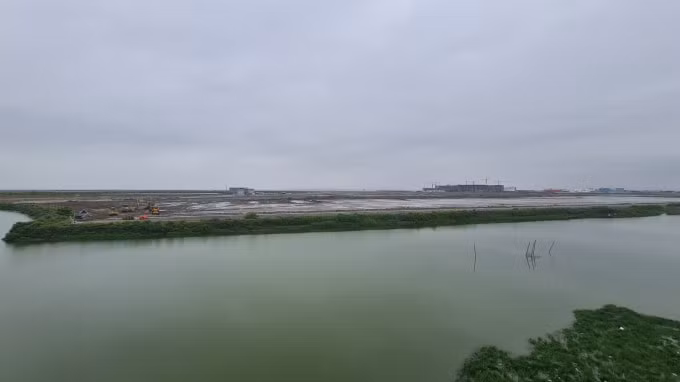 hai phong co nen phuc hoi 542 ha rung ngap man da chet hinh 2