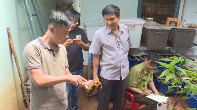Lực lượng chức năng đang kiểm đếm số rùa nuôi nhốt tại nhà ông Triển.
