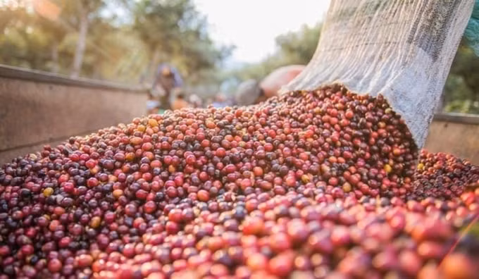Giá cà phê hôm nay tăng nhẹ, vượt qua mốc 33.000 đồng/kg. Ảnh minh họa.