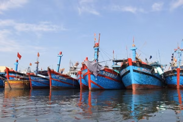 Ban quản lý âu thuyền và cảng cá Thọ Quang (Đà Nẵng) sắp xếp tàu thuyền neo đậu an toàn trú tránh bão số 5. Ảnh: TTO