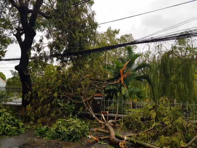 Cây cối đổ ngã trên nhiều tuyến đường khắp TP Huế