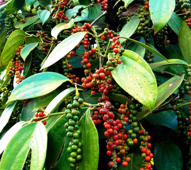 Giá hồ tiêu hôm nay tăng trong phiên giao dịch đầu tuần. Ảnh minh họa.