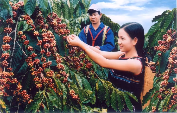 Giá cà phê không nhiều biến động, ổn định quanh ngưỡng 33.000 đồng/kg. Ảnh minh họa.